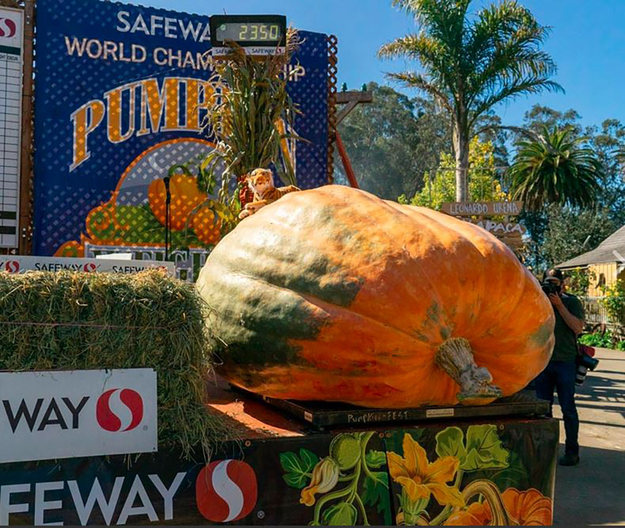 heaviest pumpkin